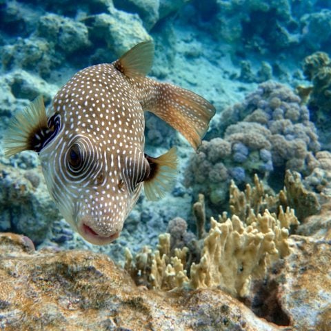 Pufferfish - Abu Nafha
