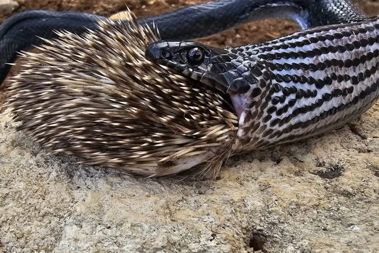 Photo: Aviad Bar, Nature and Parks Authority