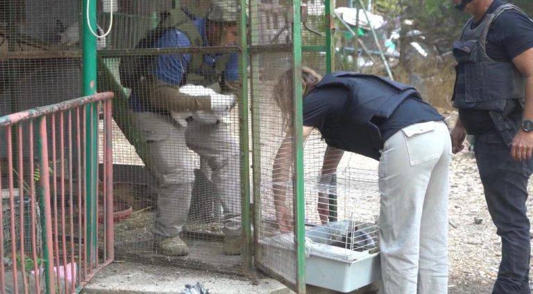 Giving a rabbit a new home.