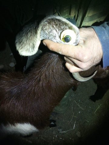 During the Reserve Service: Bedouins Stole the Herd