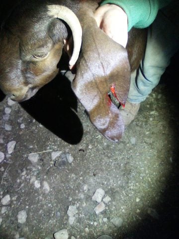 During the Reserve Service: Bedouins Stole the Herd