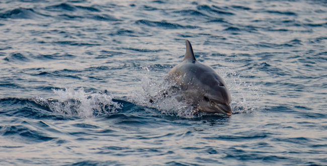 Rare Sight: School of Dolphins Spotted on Shores of Israel