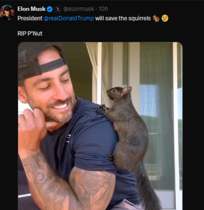 Musk's post on Peanut the Squirrel