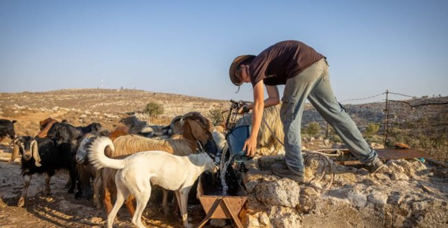 Jewish shepherd in Judea