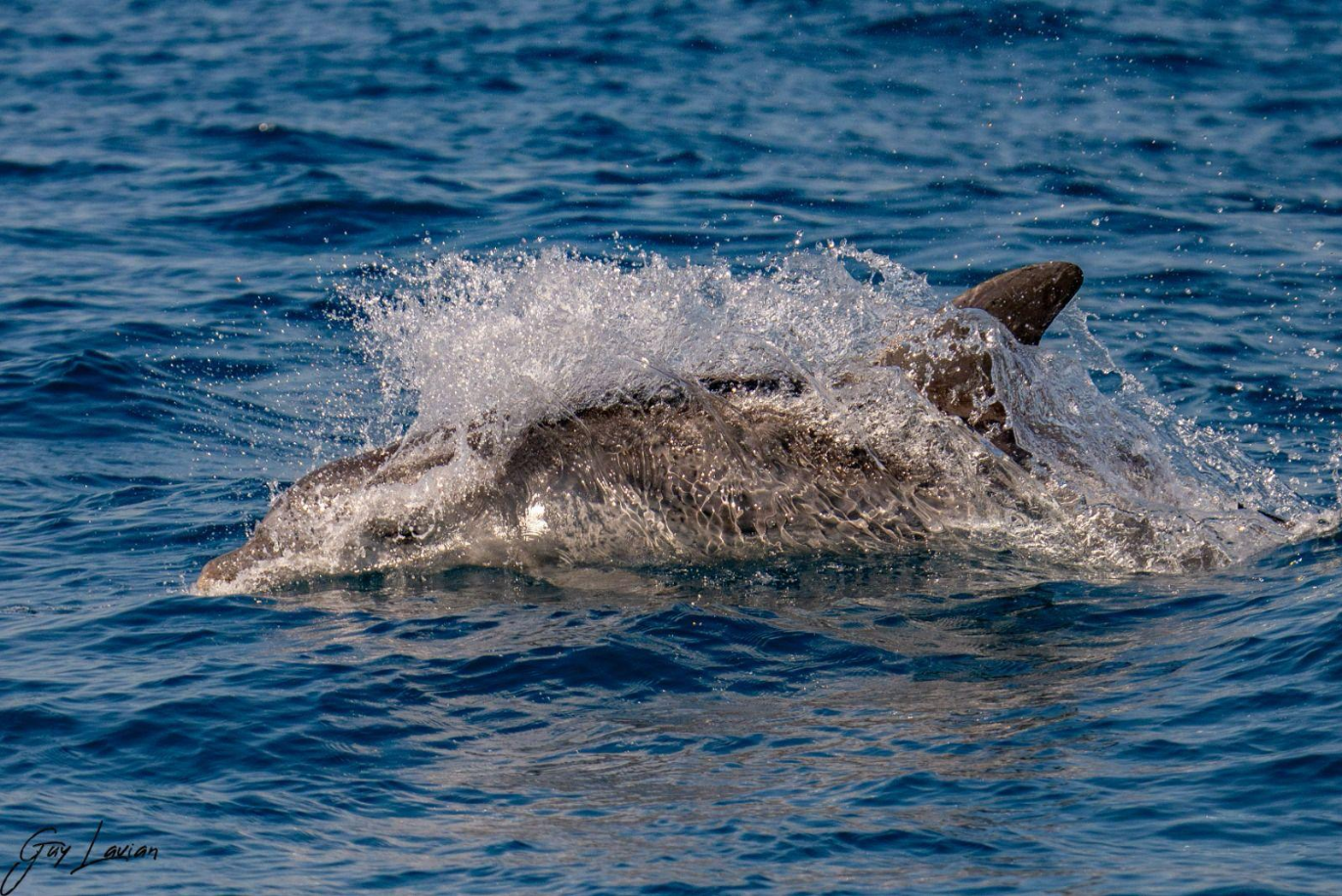 Dolphins off the coast of Rishon Lezion