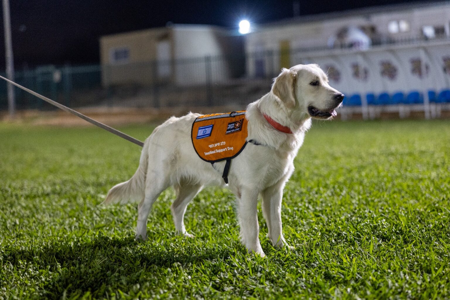 One of the dogs in the training program