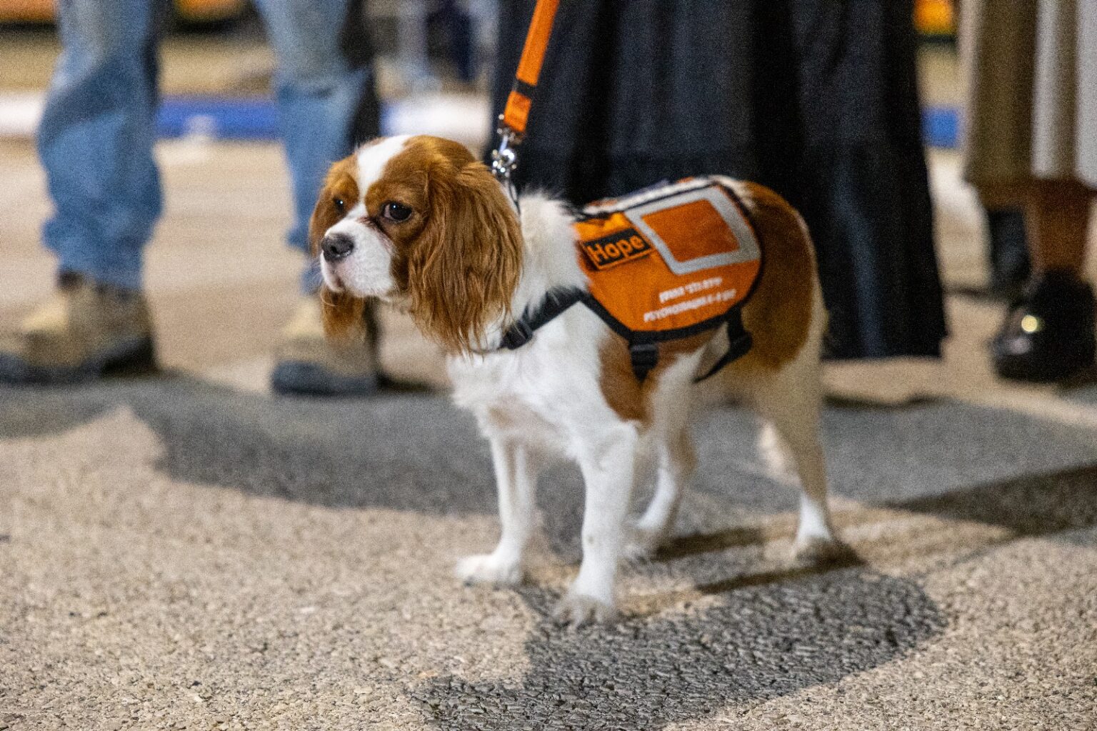 One of the dogs in the training program