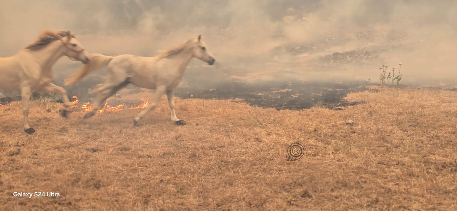 Horses flee wildfire near Jerusalem, 23 April 2025