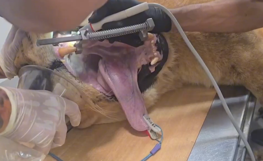 You Won't Believe How This Lioness Got Dental Care
