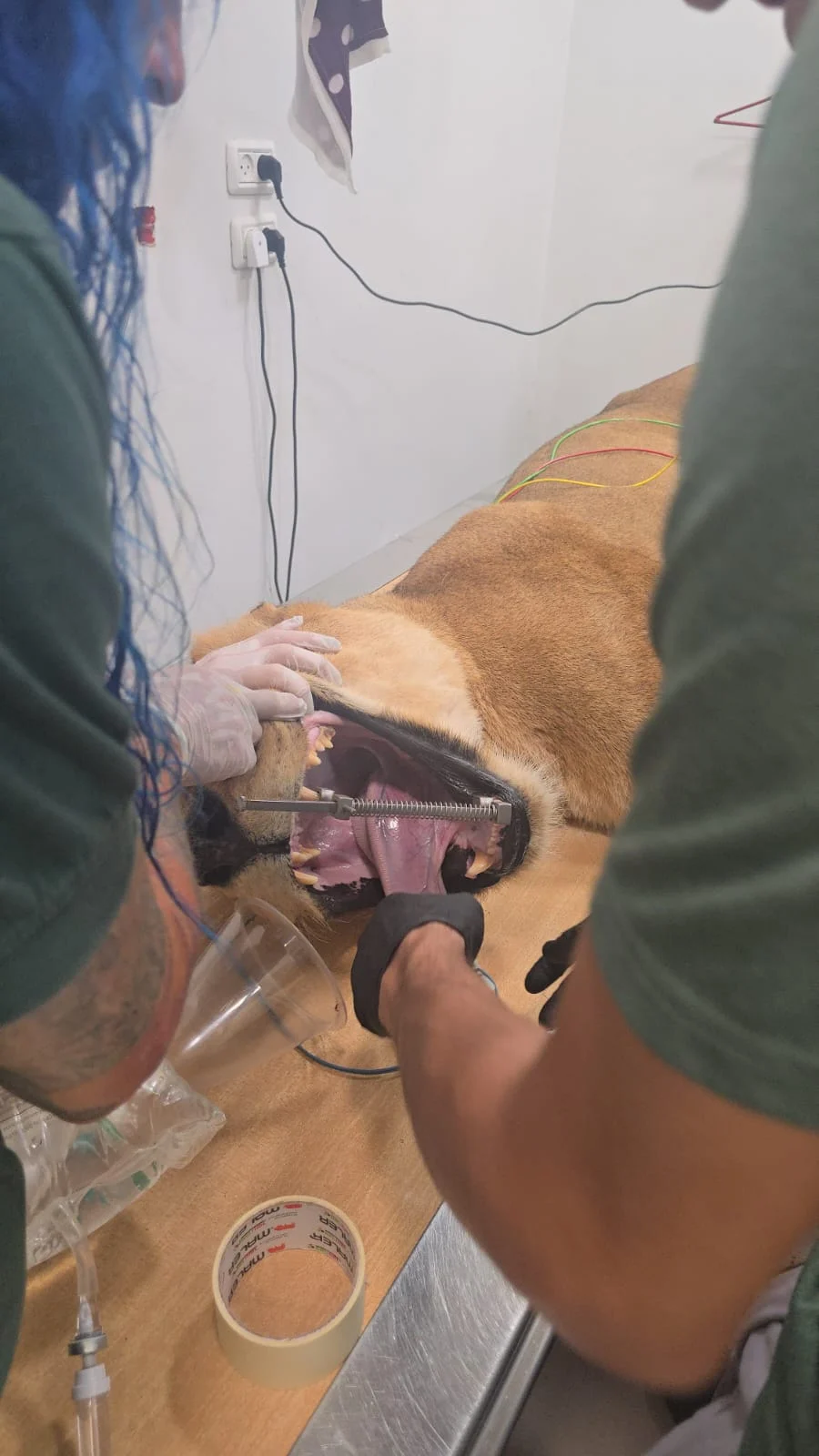 You Won't Believe How This Lioness Got Dental Care