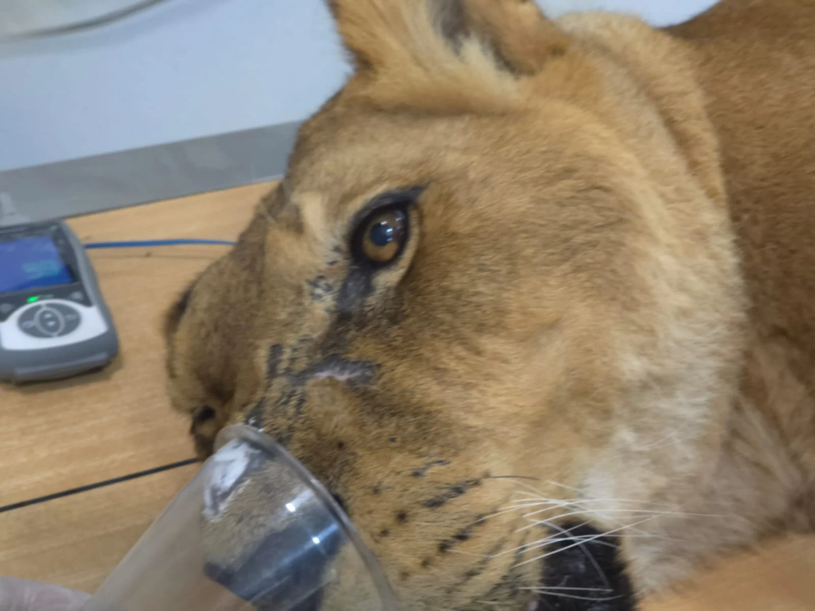 You Won't Believe How This Lioness Got Dental Care