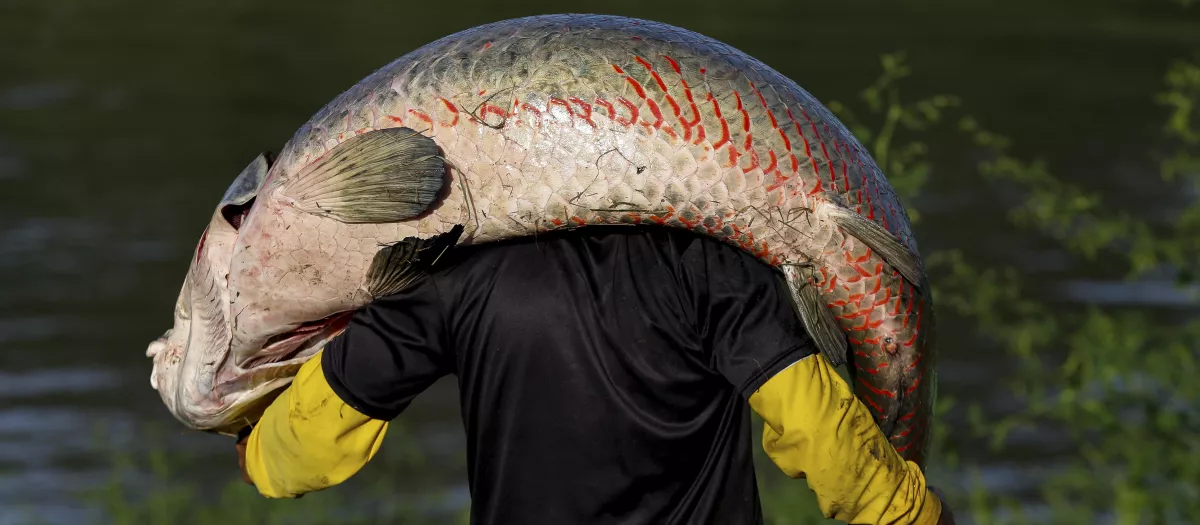 Pirarucu fisherman