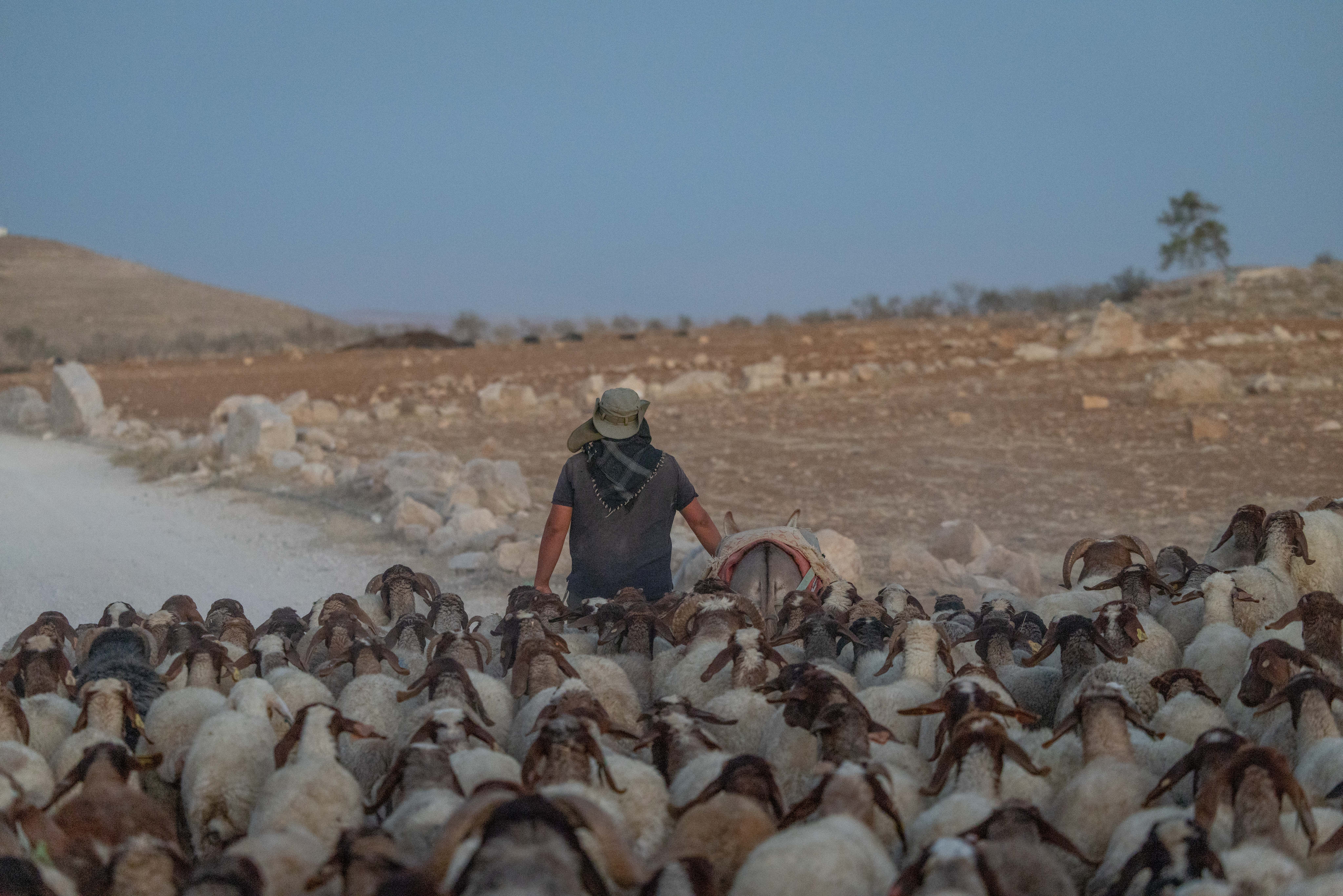 Jewish Shepherd (Illustrative Only)