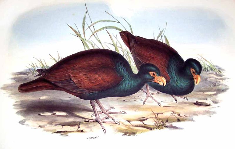 An illustration (probably from stuffed specimens).