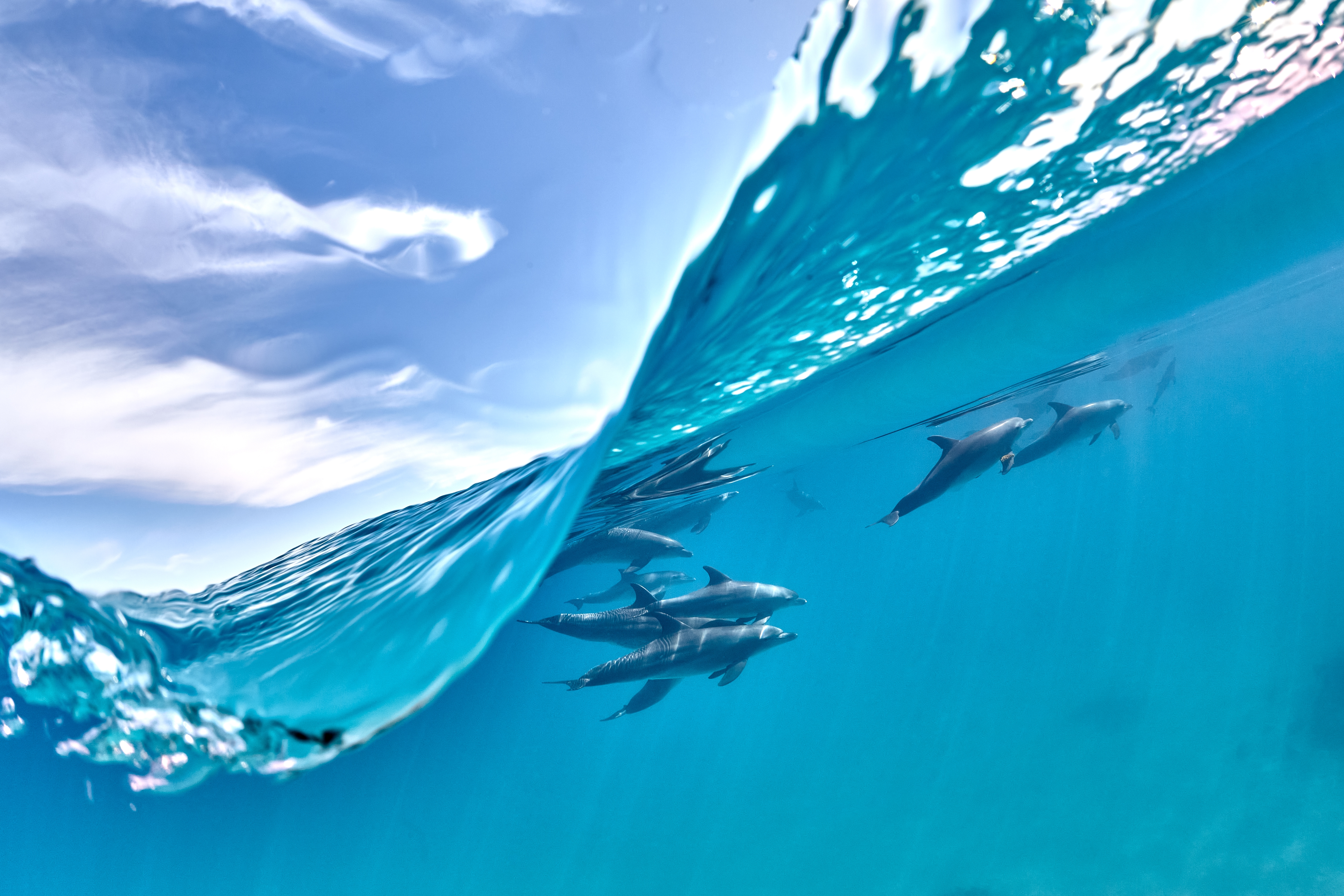 Dolphins in the sea