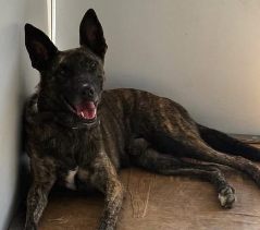 Scar's Final Battle—Oketz Dog Detects Hezbollah Ambush, Dies Protecting Israeli Soldiers