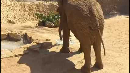 Yossi the Elephant Turns 52, Holds World Record as Largest in Captivity