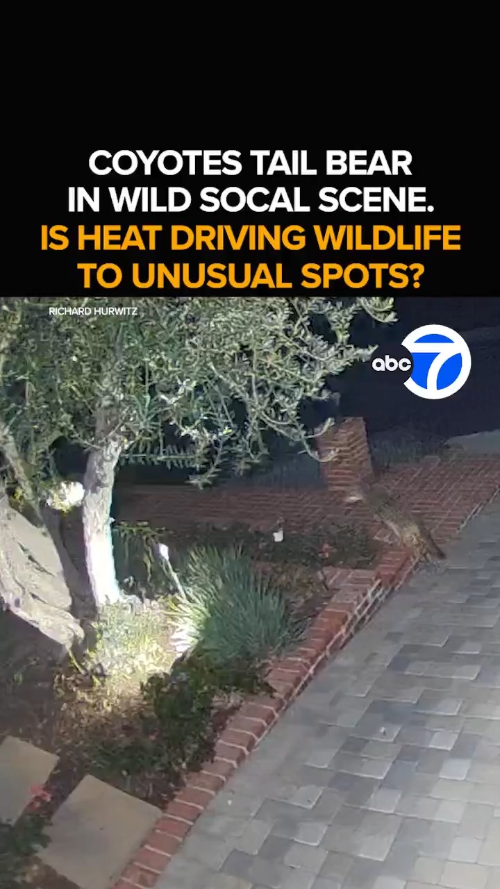 Coyote Defends Pup from Bear: LA Security Camera Footage