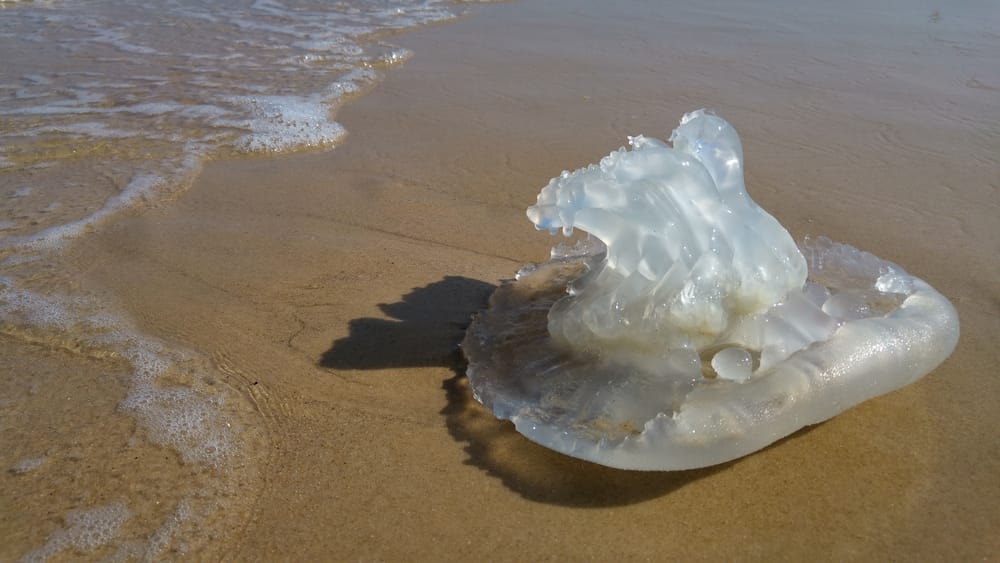 Jellyfish on an Israeli beach