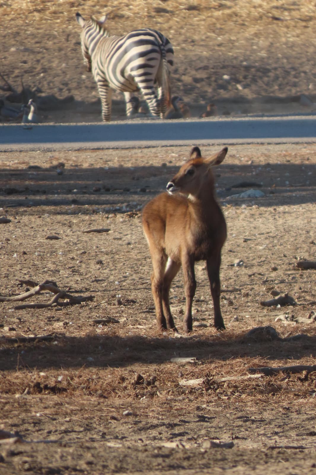 The waterbuck