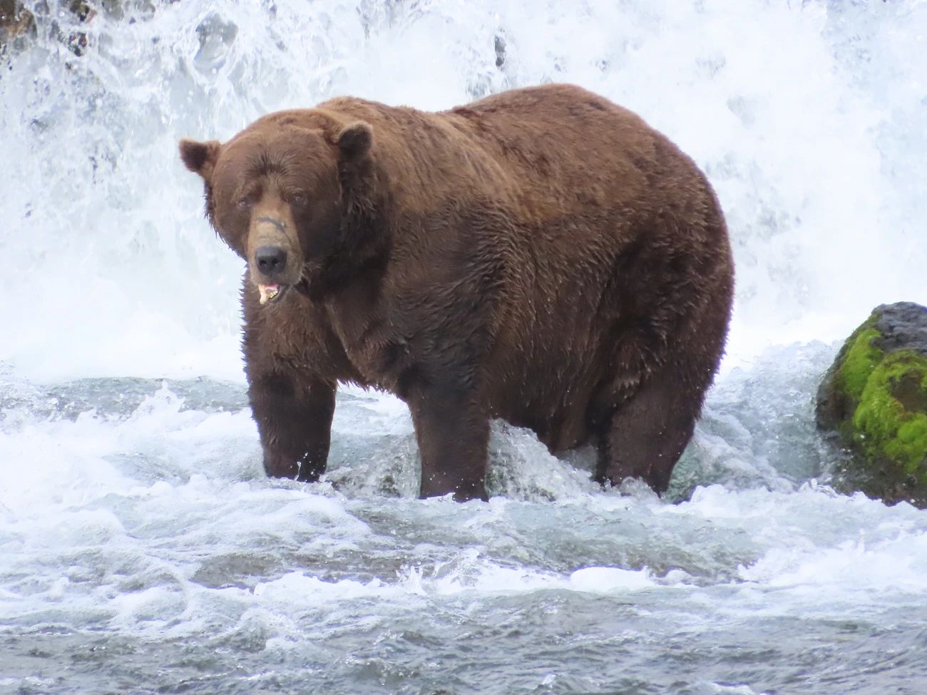 Heavyweight champion: "Chunk" stands beneath Brooks Falls. His broken jaw and one of his canine teeth visible on the right side of his snout.