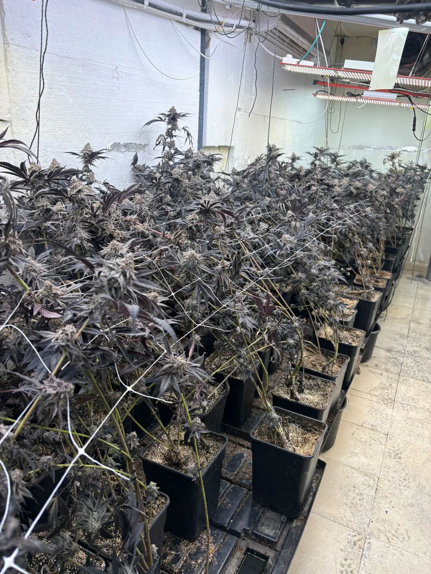 Marijuana plants discovered in Beni Brak apartment