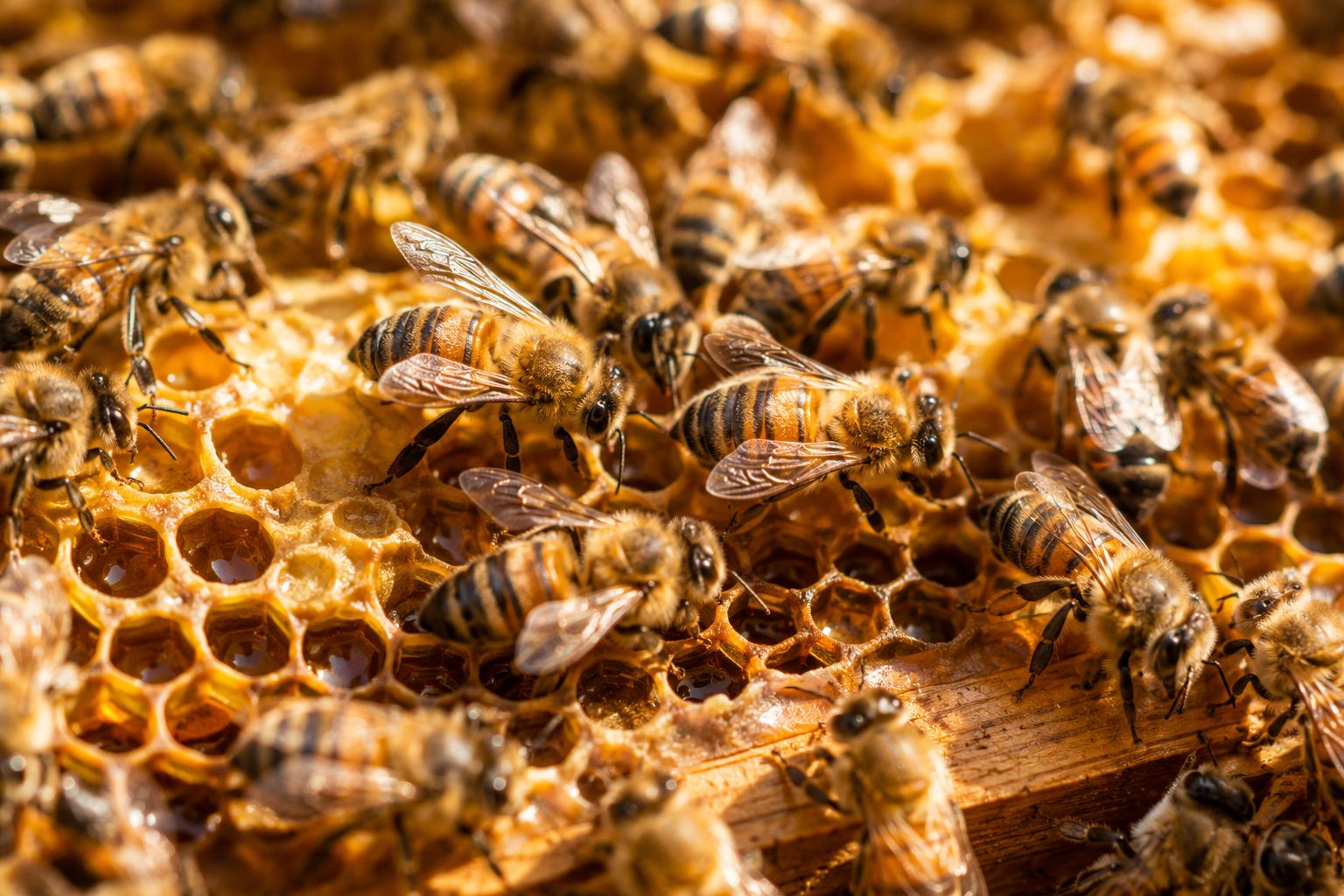 Bees
