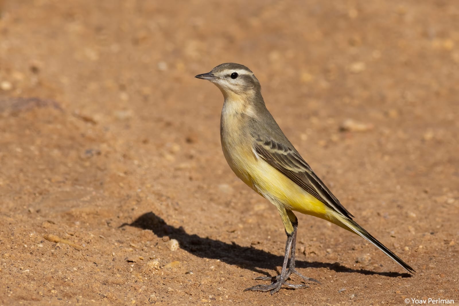 Photo: Dr. Yoav Perlman, Society for the Protection of Nature in Israel