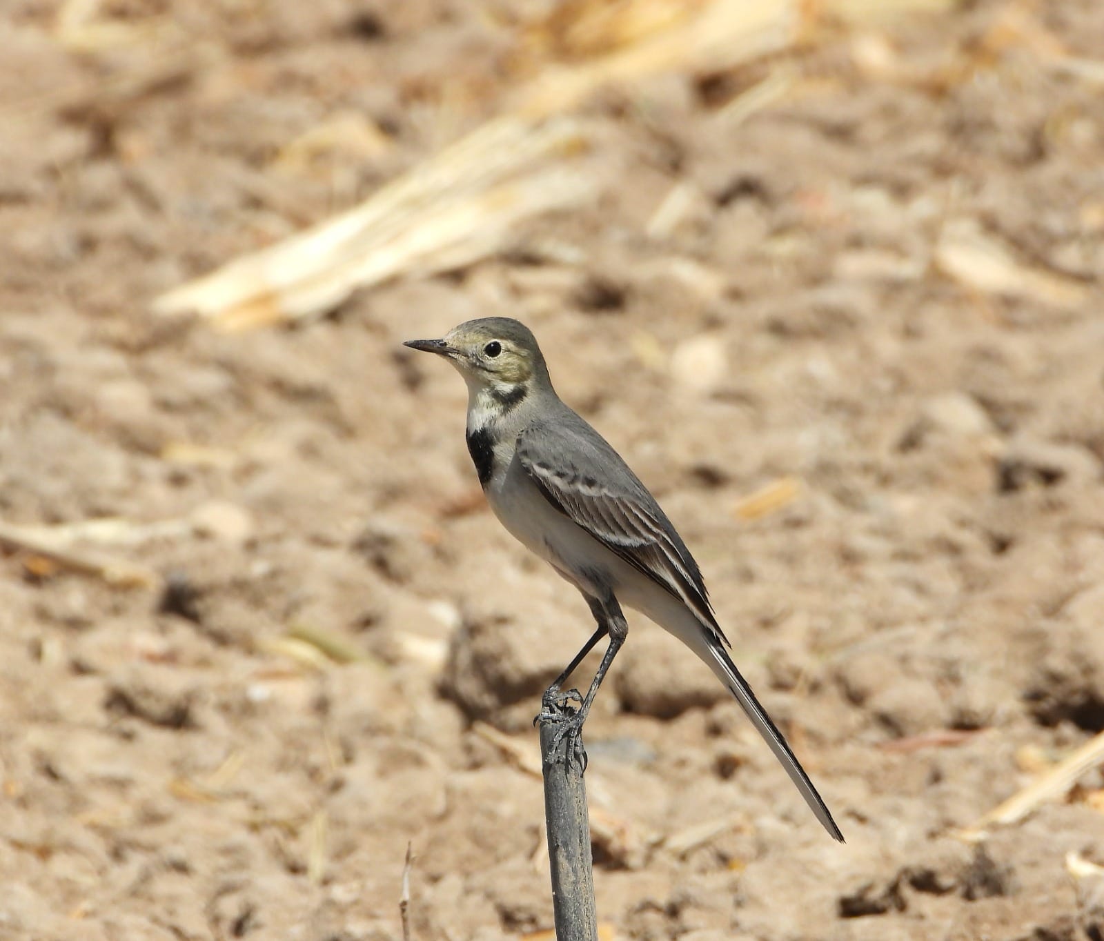 Photo: Dov Greenblatt, Society for the Protection of Nature in Israel