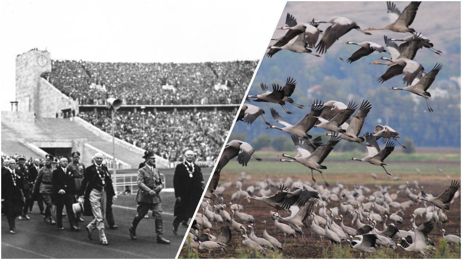 The Nazi tyrant, may his name be erased, and migrating birds