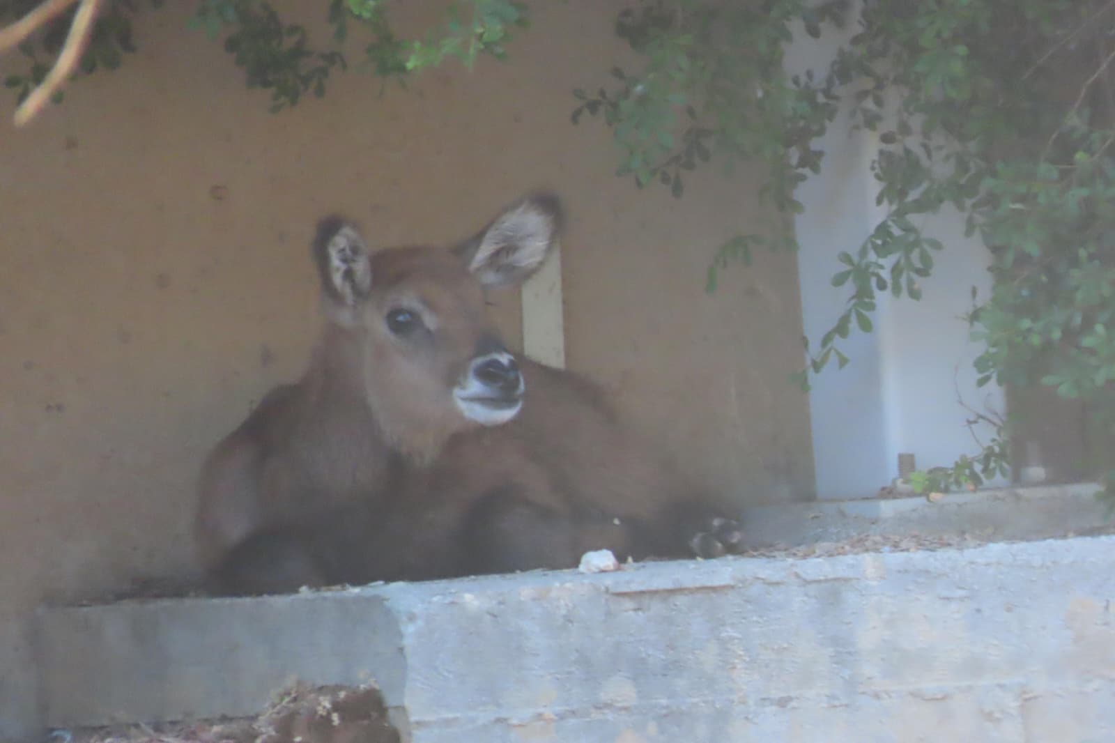 The waterbuck
