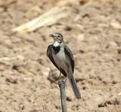 Millions of Migrating Birds Pass Over Israel on their Way South