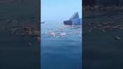 Iranian Video Shows Cargo Ship Sinking in Strait of Hormuz