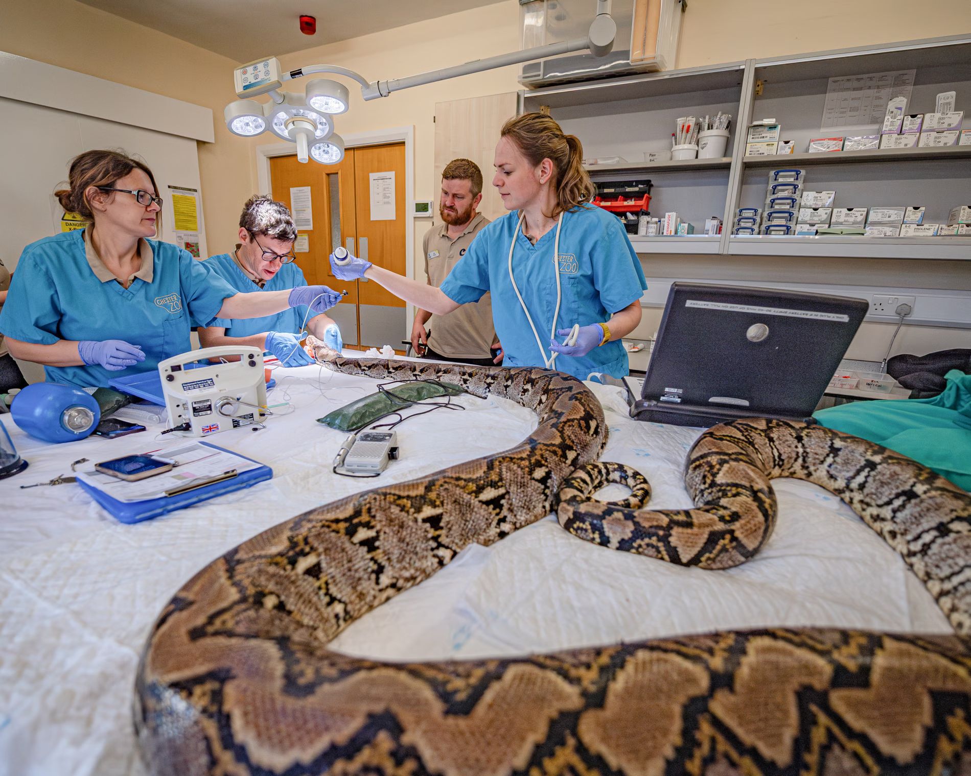 Snake being treated for Cancer