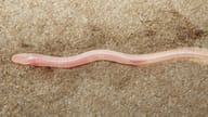 A New Species of Fish