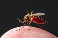The dangerous mosquito, illustration