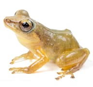 The new frog discovered