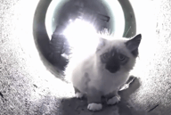 Utah Crew Uses Remote-Control Robot to Rescue Kitten Trapped in Drainage Pipe