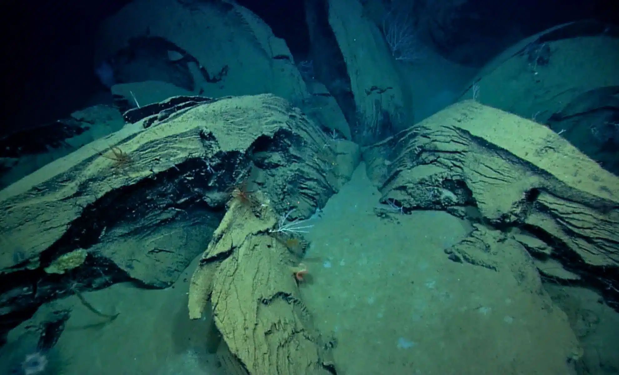 Oil flowers found on the seabed