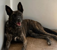 Oketz dog "Scar"