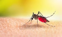 Mosquito