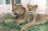 "Ben Tzur" and "Uri"