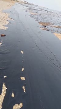 Iranian Coastline Covered in Oil