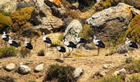 White Storks in Mykonos