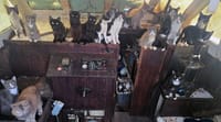 The cats that were discoered on a sailboat