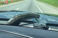 Snake Emerges from Car Hood During Highway Drive in Tennessee