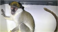 The monkey which was rescued