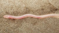 A New Species of Fish