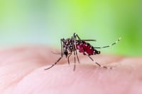 Mosquitos