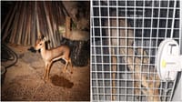 Gazelle that was rescued